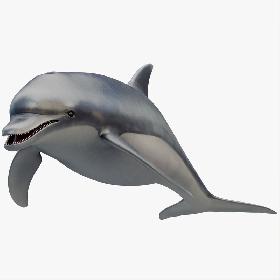 3D model Animated Dolphin